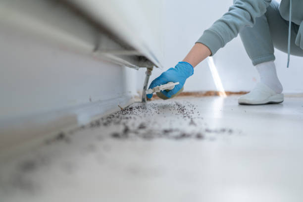 Best Termite Control Services  in West Point, NE